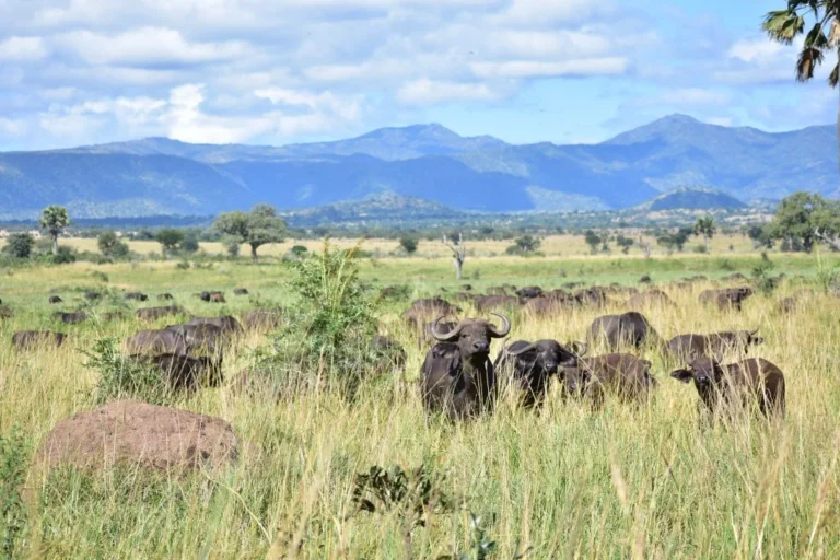 Buffaloes in Kidepo Valley National Park, Ugandas most beautiful park