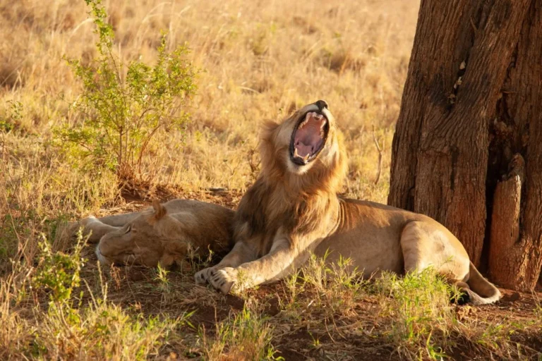 Male lion yawning, Uganda
