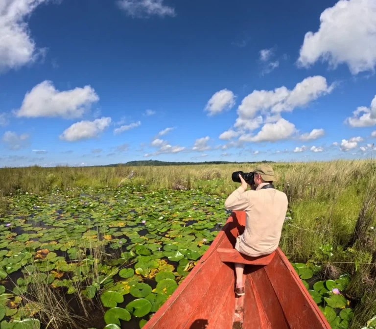 Shoebill safari in Mabamba Swamp, Entebbe, Uganda