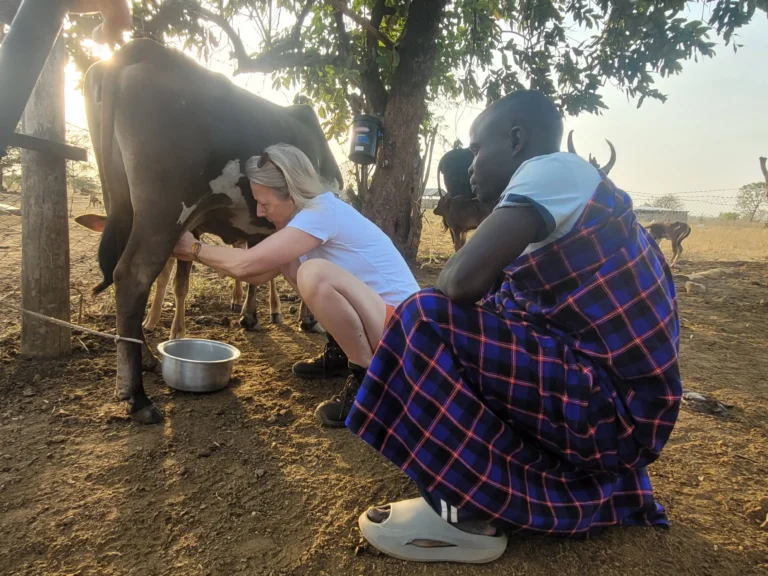 Milking a cow at Alakara Guest House, Karamoja, Uganda