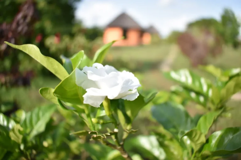 Detail from Alakara Guest House, Karamoja, Uganda