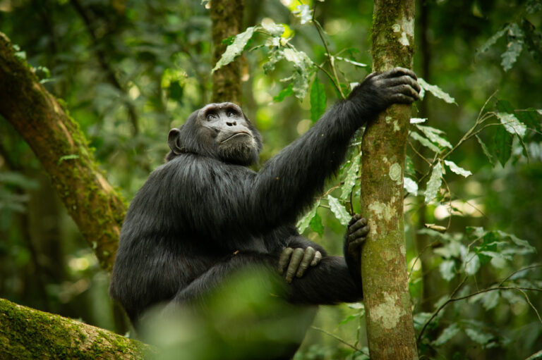 Chimpanzee in Kibale Forest National Park, Uganda