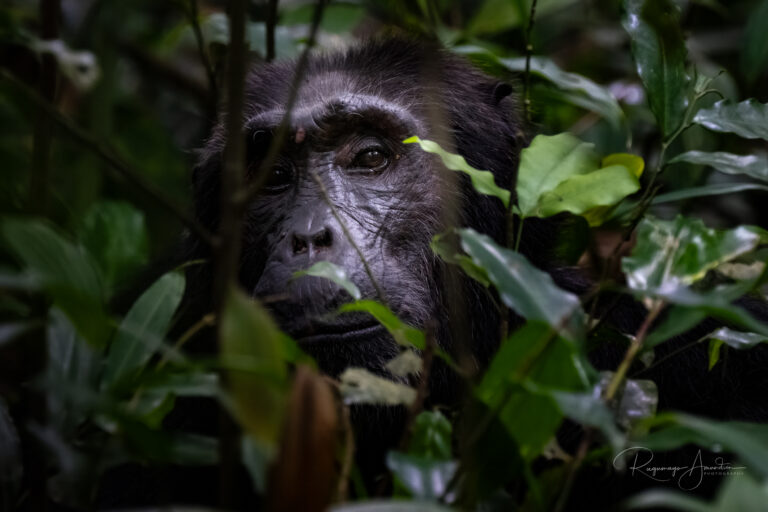 Mountain Gorilla i Bwindi Impenetrable Forest