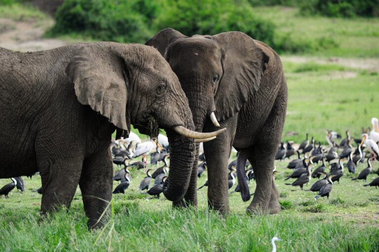 Elephants and birds in Queen Elizabeth National Park, Uganda