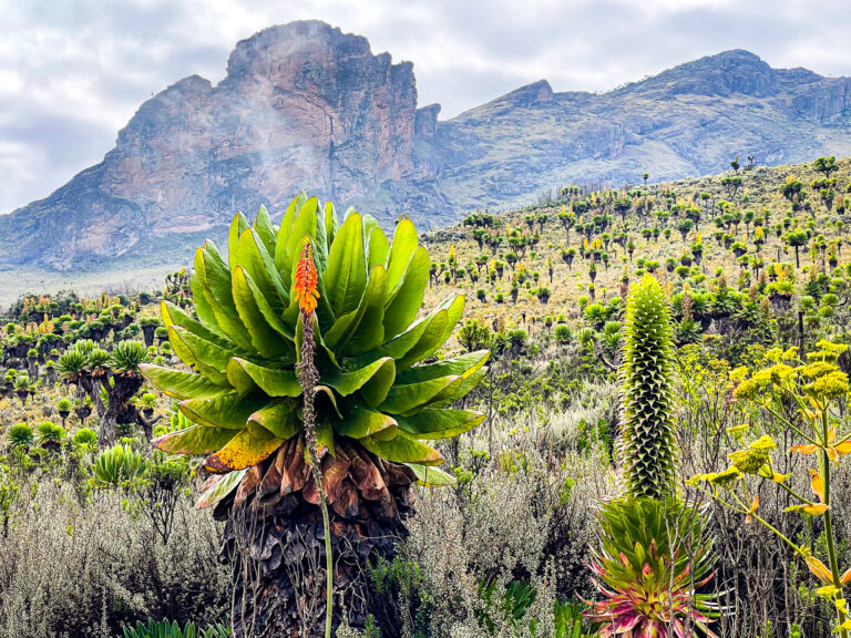 Afroalpine vegetation Mount Eldon, Uganda