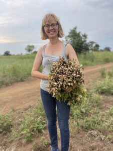 Nyplukkede jordnøtter på Okra Farm, Alakara gjestehus