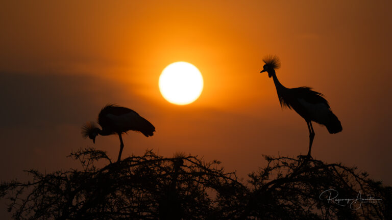 Crested cranes in sunset, Uganda