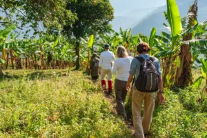 På tur til bananplantasje i Vest-Uganda