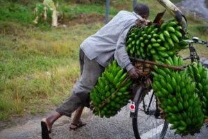Mann transporterer bananer på sykkel på landsbygda i Uganda