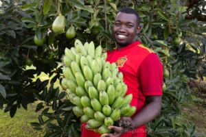 Ung mann med stor bananklase i Uganda