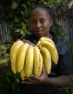 Bogoya bananer i Uganda
