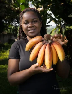 Røde bananer i Uganda